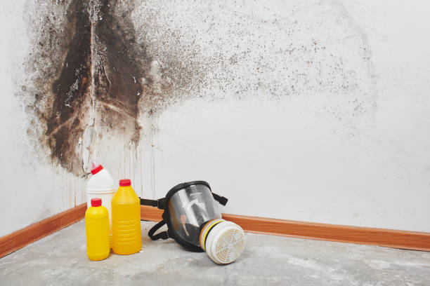 Best Commercial Mold Removal  in Union Hall, VA