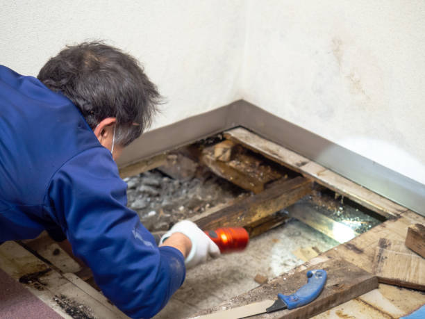 Attic Mold Removal in Union Hall, VA