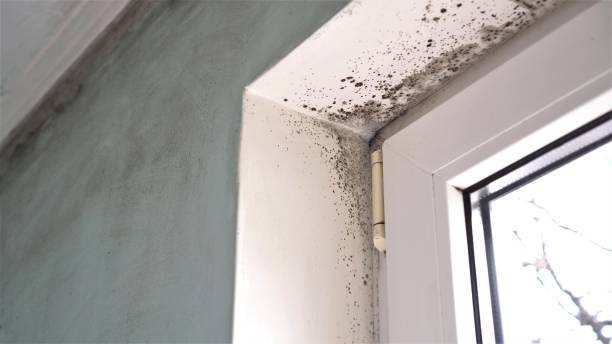 Best Certified Mold Removal  in Union Hall, VA