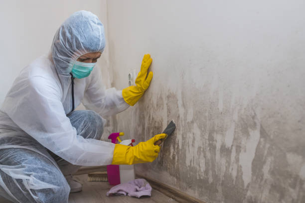 Best Mold Testing  in Union Hall, VA