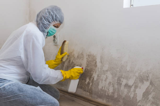 Best Local Mold Removal Service  in Union Hall, VA