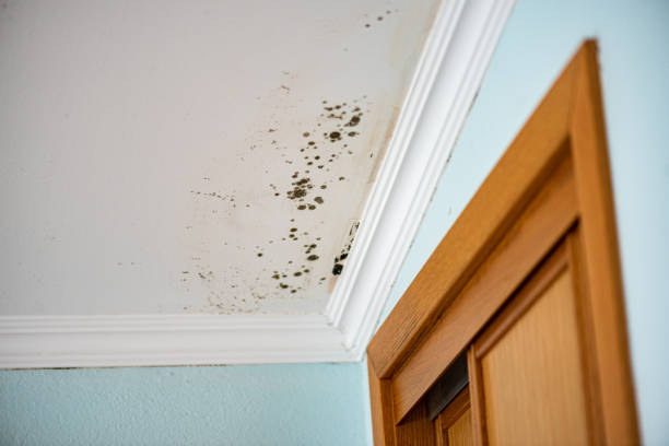 Best Professional Mold Removal  in Union Hall, VA
