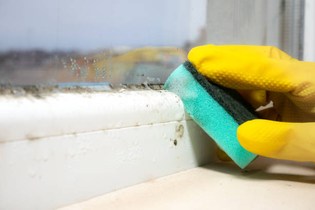 Best Commercial Mold Removal  in Union Hall, VA
