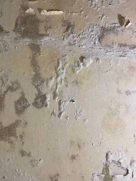 Best Best Mold Removal Companies  in Union Hall, VA