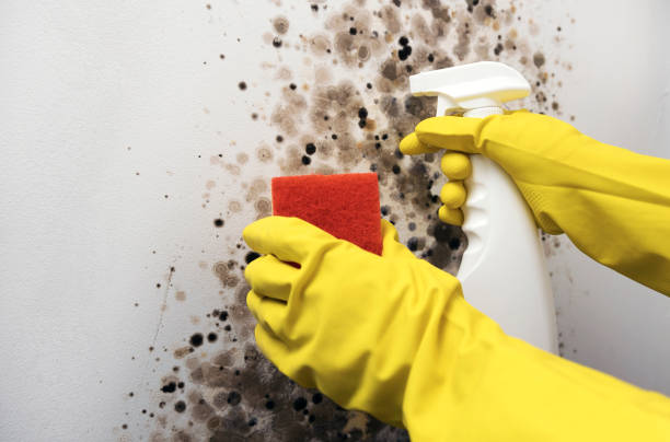 Best Crawl Space Mold Removal  in Union Hall, VA
