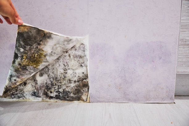Best Black Mold Removal  in Union Hall, VA